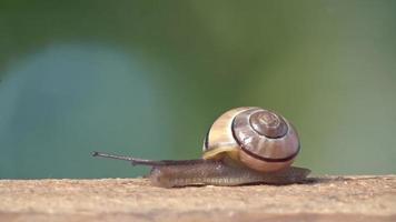 Medium Shot of a White Lipped Snail video