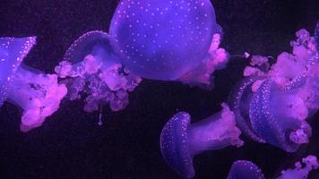 medusas y vida marina submarina video