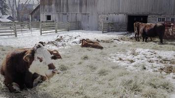 cows winter in ontario 4K video