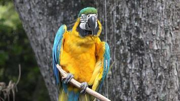 papagaio selvagem no poleiro video