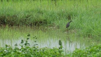 white-breasted waterhen in paddy field video