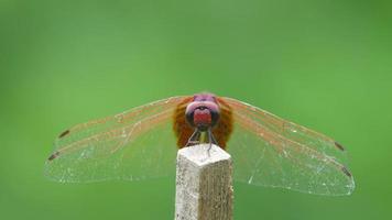 vista frontal da libélula planador do pântano vermelho balançando a cabeça