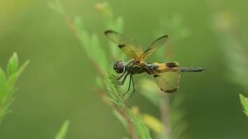 common picture dragonfly resting on plant tip with wind