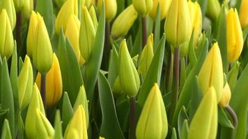 belles tulipes jaunes fraîches video