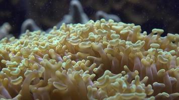 anemone di mare in acquario video