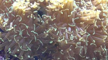 anemone di mare in acquario video