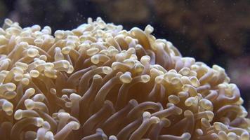 zee anenoom in aquarium video
