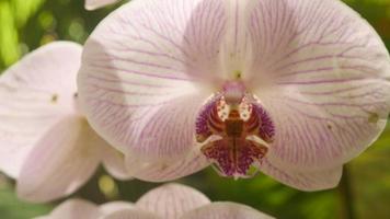vit orkidéblomma video