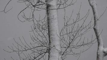 snöstorm som täcker trädgrenar video