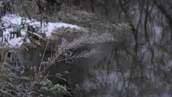 Rime at Dry Grass and River Winter Background video
