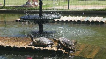 gemalte Schildkröten beim Sonnenbaden - Chrysemys picta video