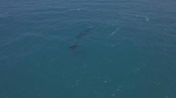 4k drone aérien Maui, Hawaii, brèche bébé baleines