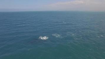 4 k luchtfoto drone maui, hawaii, walvissen baby inbreuk