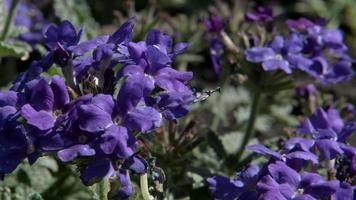 viola verbena fiori su un terreno in un giardino (close up)
