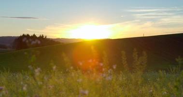 bela cena de pastagem de último verão ao pôr do sol (4k)