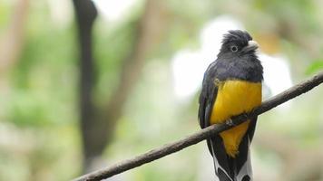 Troganvogel mit grünem Rücken. exotisches Tier video