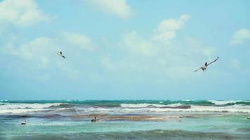 Pelicans in the sea of Tulum, Mexico,five video