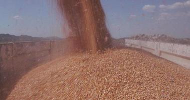 4 k primer plano de maíz cosechado que se transfiere a camiones de grano