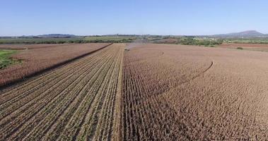4K aerial view of combine harvester harvesting a corn field