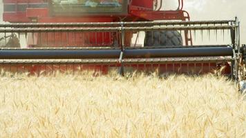 Kombinieren Sie die Ernte von Weizen video