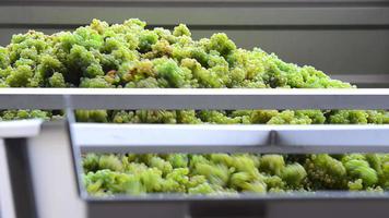 oogst witte wijnstok-handmatige sorteeraanhangwagen