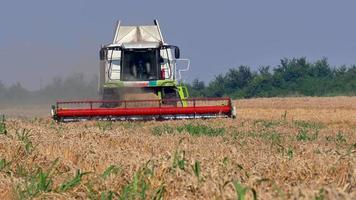 Combine harvester in a field of wheat