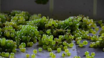 oogst witte wijnstok-handmatige sortering triltafel video