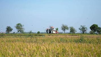 Combine harvesting rice crops