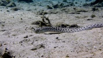 Snake eel video