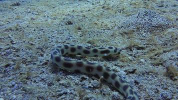 anguila serpiente video