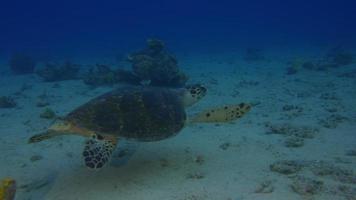 tartaruga marinha video