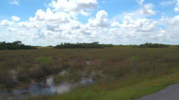 parco nazionale delle Everglades della valle degli squali video