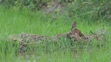 weiblicher gescheckter Busch-Chatvogel, der auf dem Bodenhaufen im Reisfeld steht video