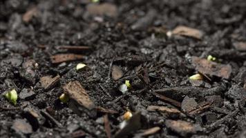sementes germinando em lapso de tempo video