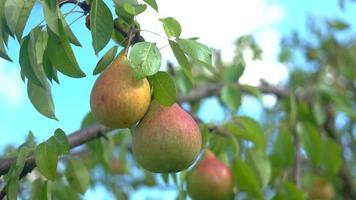 päron och gröna blad. video