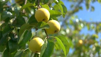 gula päron på gren.