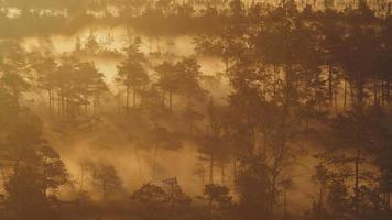 dimma som stiger från en våtmarksskog
