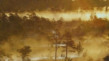 brume sortant d'une forêt humide