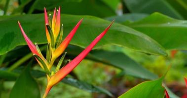 4K Bird of Paradise Flower, Nickeriensis, Heliconia Marginata X Psittacorum video