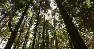 panoramique à travers un couvert forestier video