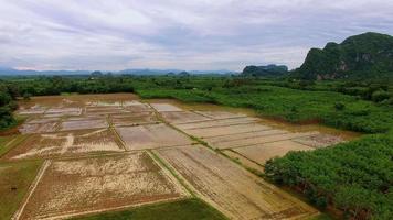 campo de arroz floresta colina panorâmica