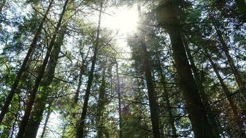 panoramique à travers un couvert forestier video