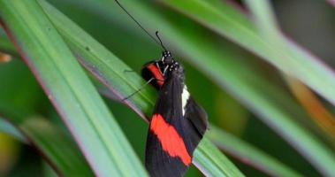 4k borboleta vermelha, preta e amarela, macro video