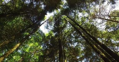 panoramica attraverso una foresta video
