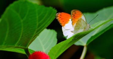 Orange-Tip Butterfly resting on Jungle Plant Leaf, Anthocharis cardamines video