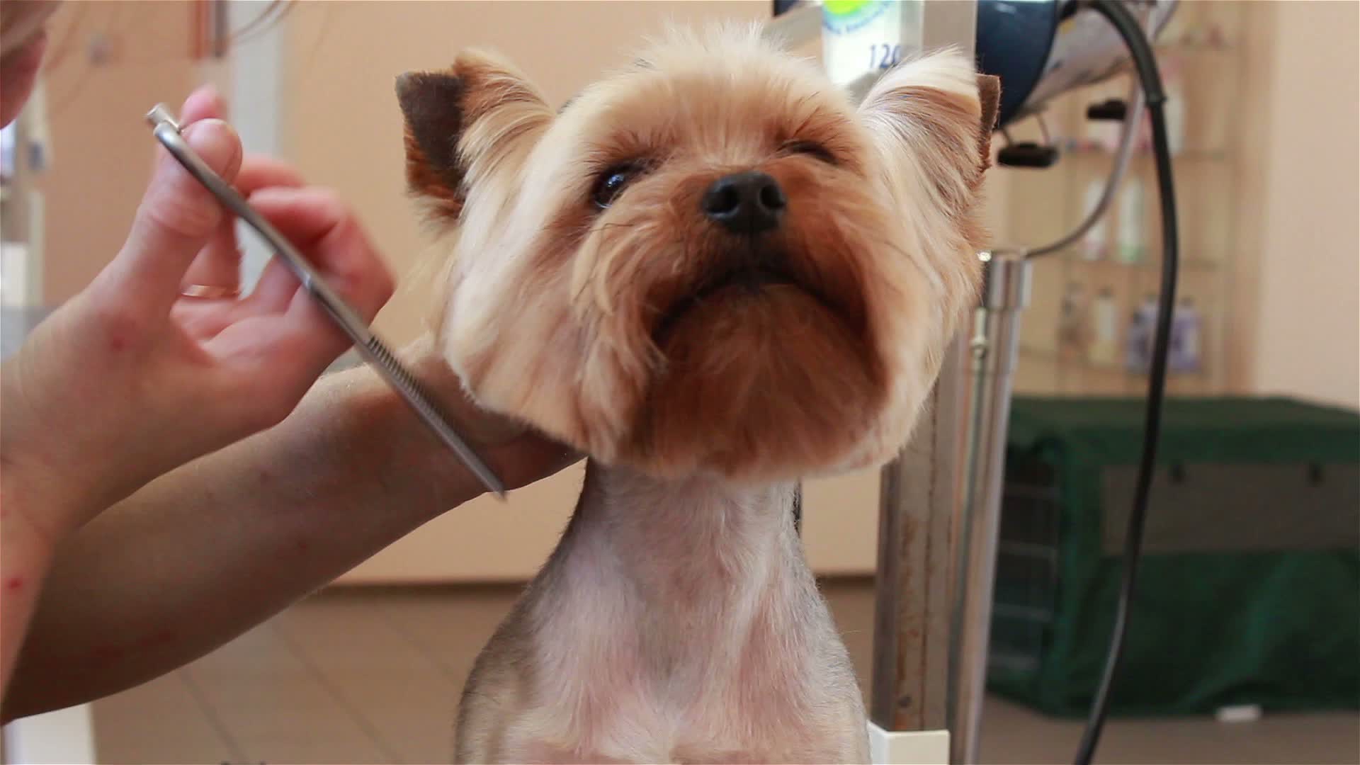 Groomer using thinning shears to cut hair from muzzle of Yorkshire terrier 1294461 Stock Video