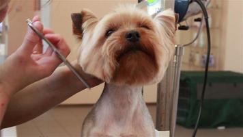 Groomer mit einer dünner werdenden Schere, um Haare aus der Schnauze des Yorkshire Terrier zu schneiden video