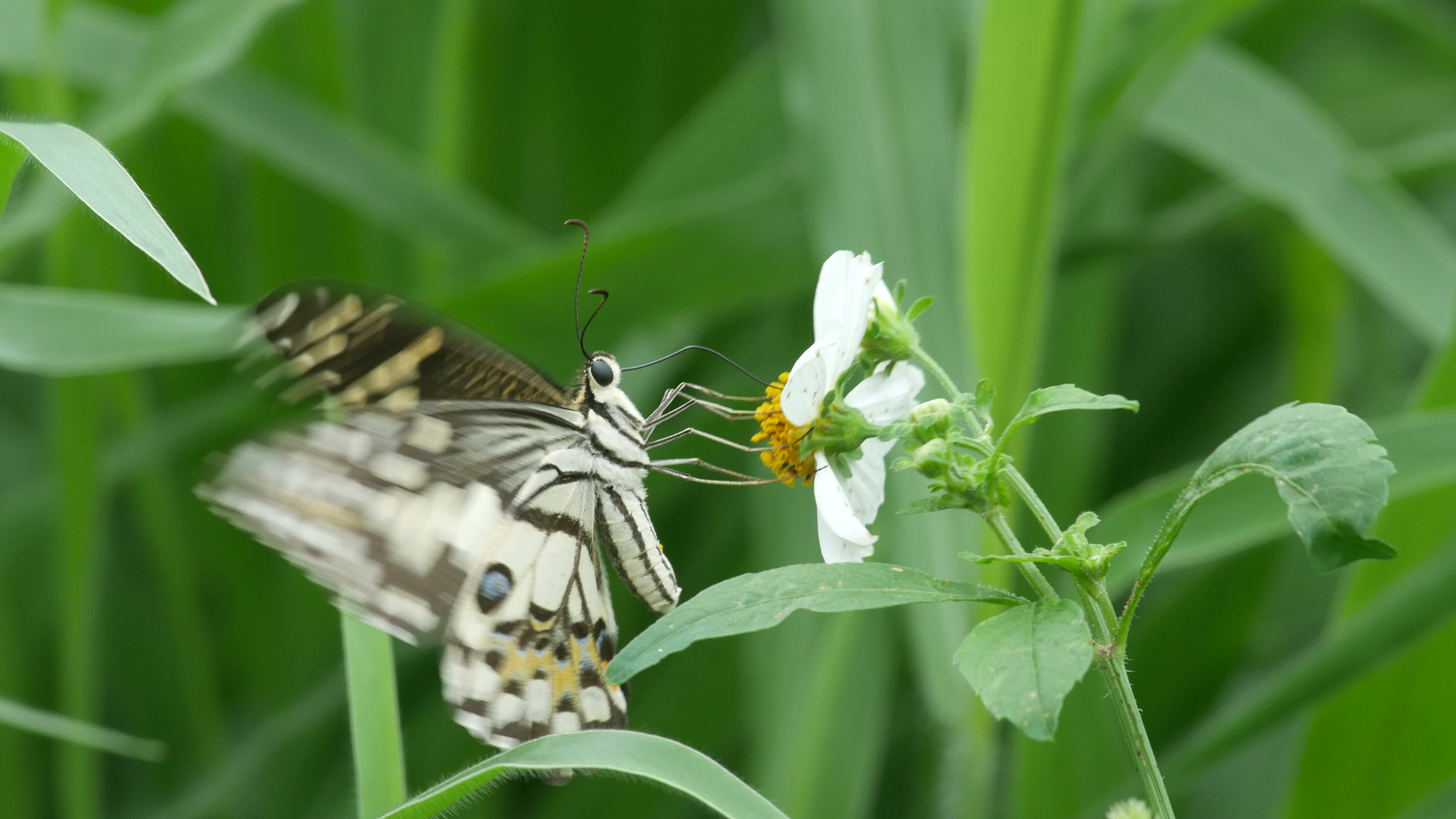 Swallowtail Butterfly Drinking Nectar From Flower 1294468 Stock Video