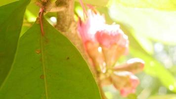 fleur de pommier malais video