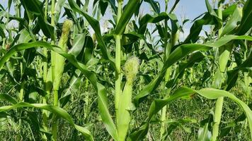 4K footage of corn field